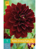 Dahlia Decoratief Arabian Night zwartrood