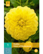 Dahlia Decoratief Glory of Heemstede
